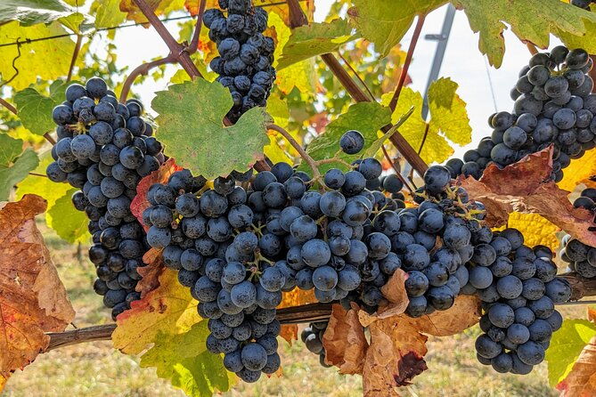 small-group-vienna-wine-tour