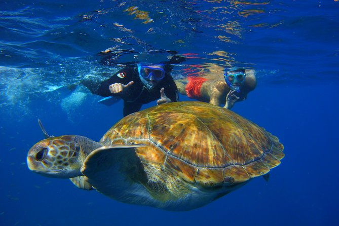 snorkeling-tour-with-sea-turtles-and-stingrays