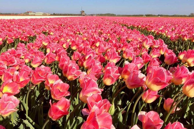 springtime-private-tour-to-keukenhof-tulip-fields-and-windmills