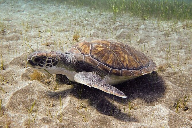 ssi-open-water-south-tenerife-2