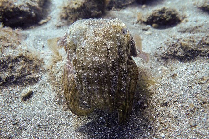 ssi-open-water-south-tenerife