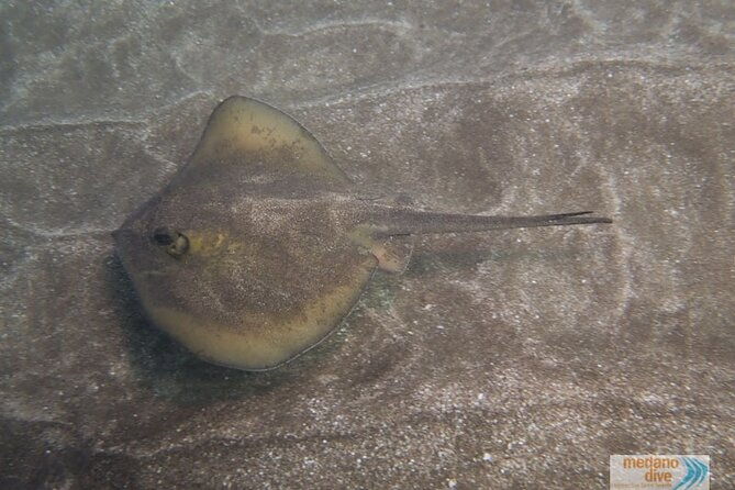 ssi-scuba-diver-course-in-medano