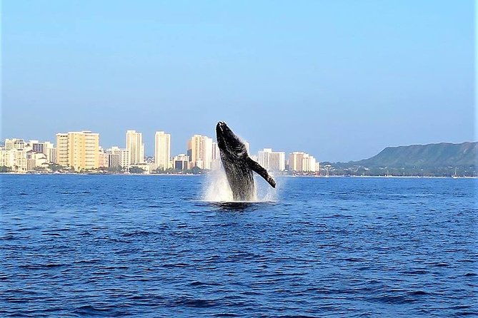 sunset-whale-watch-in-waikiki-whales-guaranteed-or-free-return