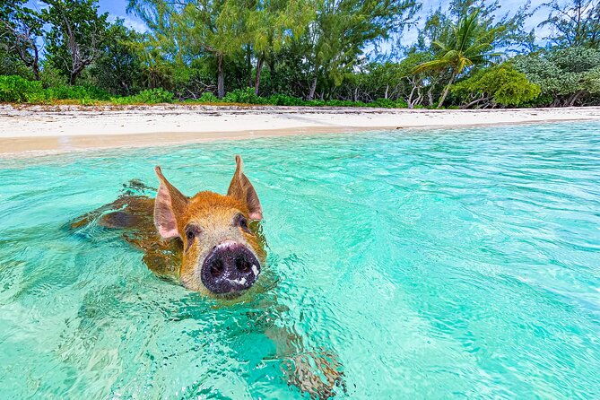 swimming-pigs-and-pearl-island-beach-escape