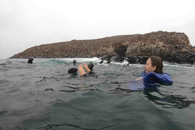 swimming-with-sea-lions-in-lima