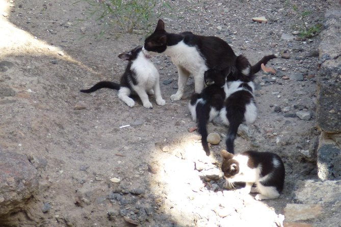 syracuses-archaeological-park-private-walking-tour-2