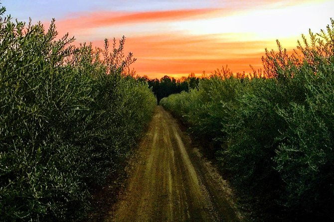 the-olive-grove-tour