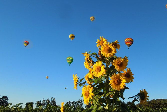 thrilling-napa-balloon-ride-no-change-after-5pm-the-day-prior-to-balloon-tour