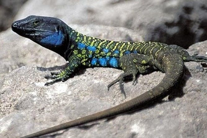 ticket-to-parque-del-drago-in-tenerife