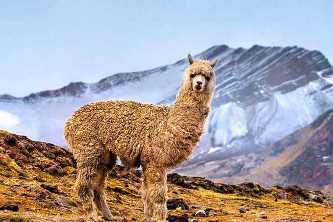 tour-of-the-mountain-of-colors-vinicunca-or-rainbow-mountain