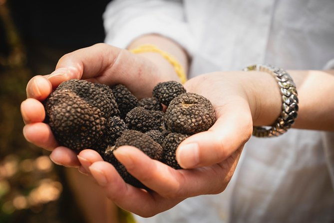 truffle-picking-experience-with-3-course-lunch-in-chianti-hills