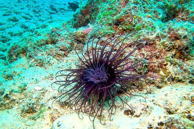 try-scuba-diving-in-split