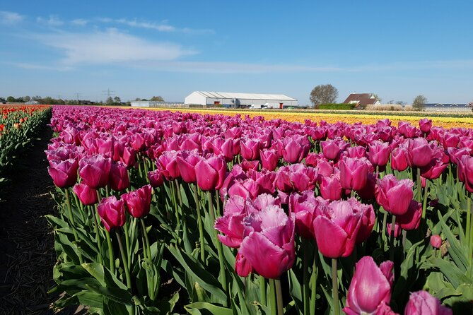 tulipfields-of-holland-tour