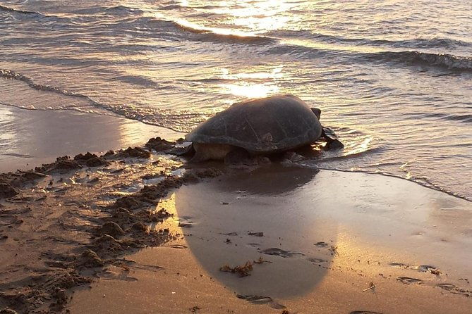 turtle-nesting-night-tour