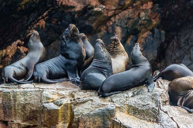 ultimate-comfort-lima-to-huacachina-ballestas-and-vineyard