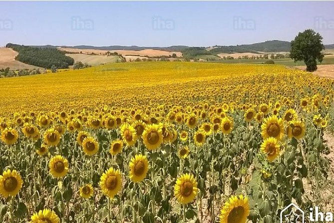 under-the-tuscan-sun-tour-from-rome-cortona-montepulciano-1-day