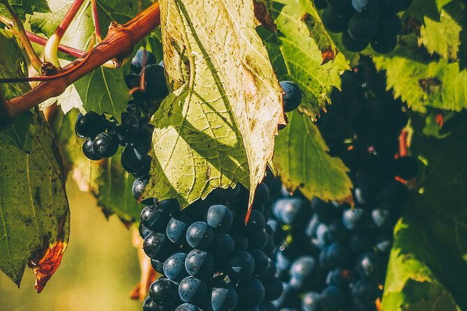 Valle De Guadalupe Winery and Vineyard Tour From San Diego