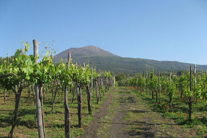 vesuvius-vineyard-select-from-sorrento-2
