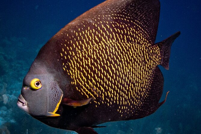 vip-private-snorkeling-tour-with-underwater-photos