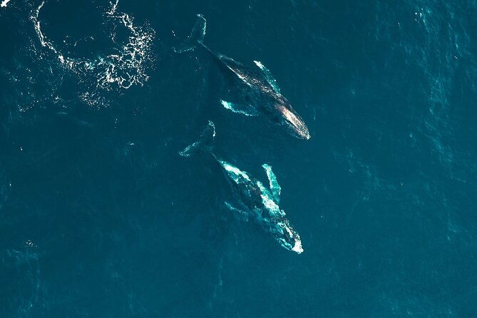 waikiki-whale-watching-cruise