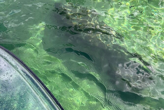 Weeki Wachee Clear Paddle Board Ecotours
