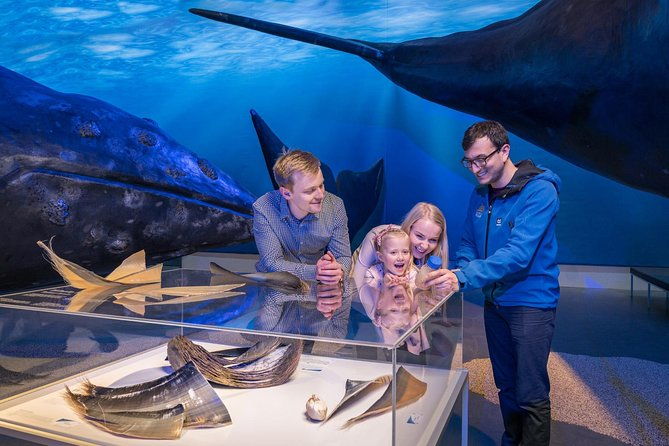 whales-of-iceland-from-land-and-sea