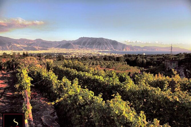 wine-tour-and-lunch-with-winetasting-and-vineyard-visit