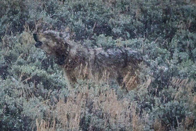 Yellowstone Full-Day Upper Loop Wildlife Adventure W/Lunch