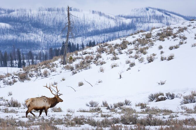 Yellowstone Full Day Winter Tour (With Optional Hike or Snowshoe)