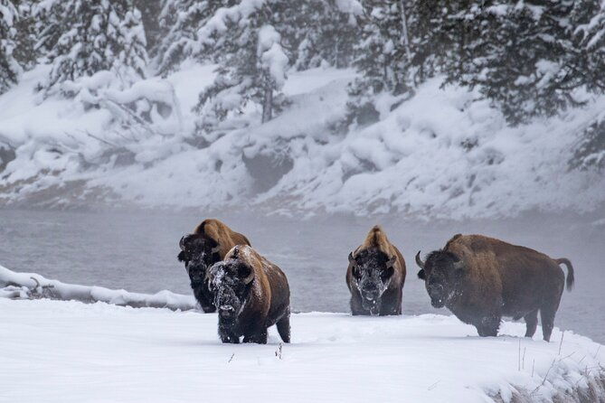 Yellowstone & Grand Teton National Parks Winter Tour: Small Group 4-Day Tour