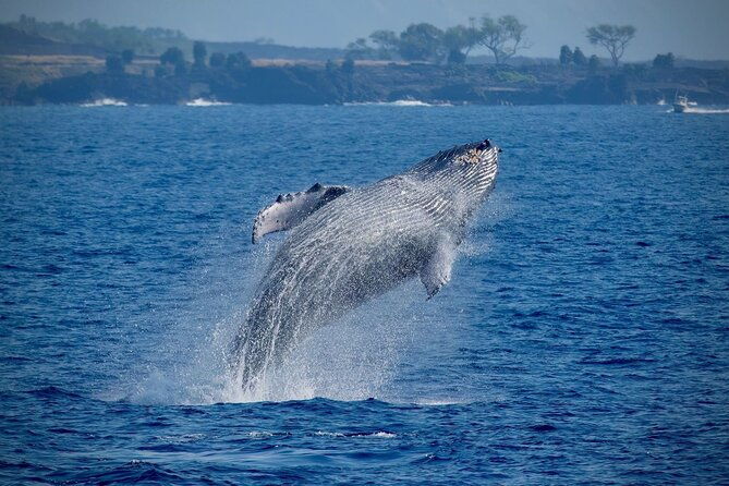 2-5-hour-whale-watching-on-a-41-super-raft
