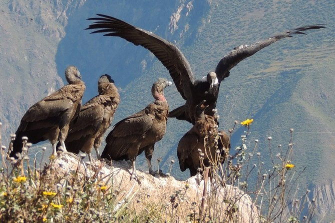 2-day-colca-canyon-and-condor-tour-from-arequipa-peru-group-service