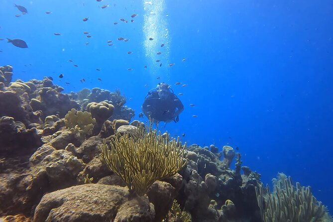 2-guided-shore-dives-in-curacao