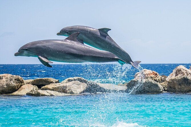 2-hour-dolphin-sunset-tour-from-giardini-naxos