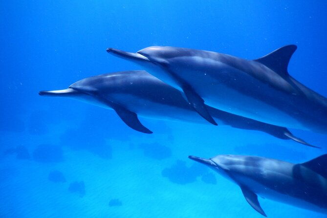 2-hour-dolphin-watching-and-double-reef-with-snorkel-in-hawaii-2