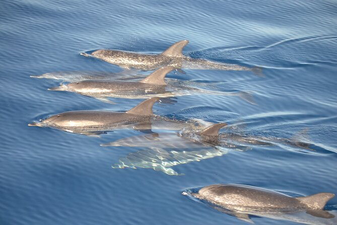 2-hour-dolphin-watching-experience-in-fuerteventura