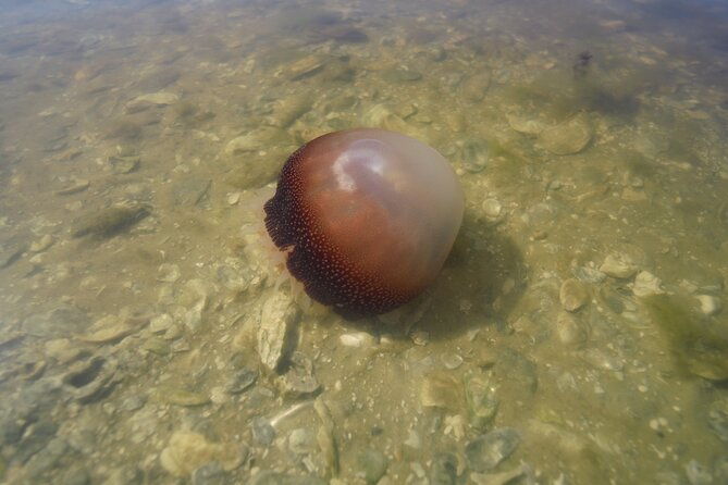 2-hour-glass-bottom-guided-eco-tour-in-flagler-county-small-group