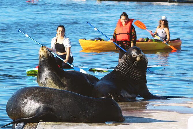 2-hour-kayak-or-paddleboard-with-sea-lions-in-marina-del-rey