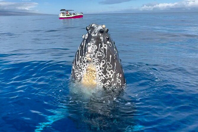 2-hour-lahaina-sunrise-whale-watch