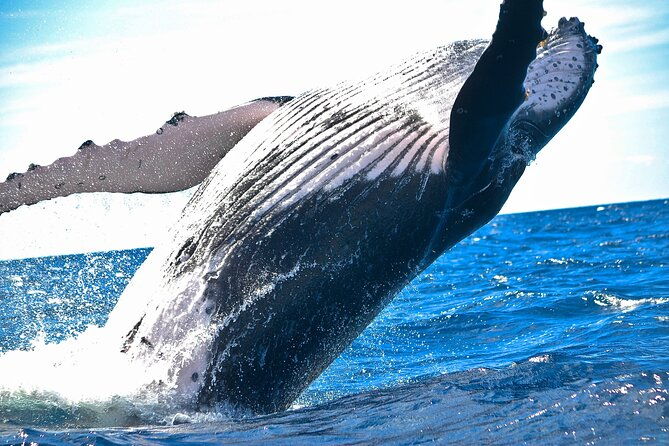 2-hour-maalaea-humpback-whale-watching-cruise-for-up-to-6-guests