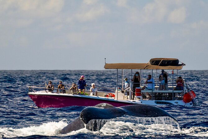 2-hour-prime-time-maui-whale-watching