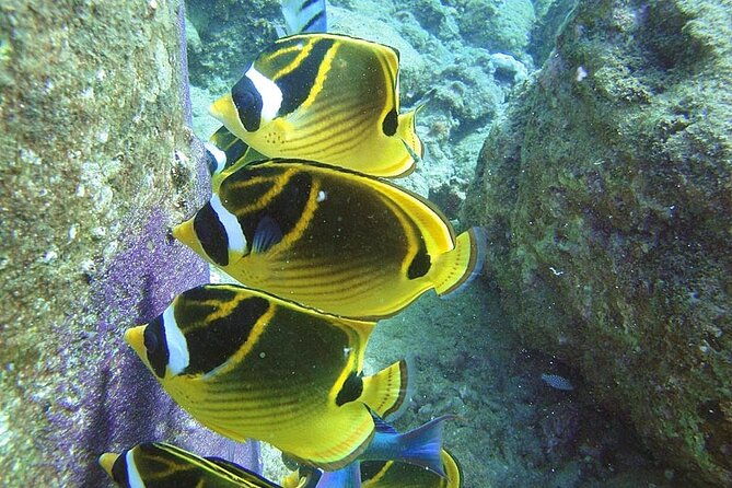 2-hour-snorkeling-adventure-in-kauai