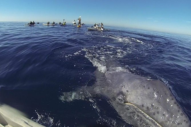 2-hour-whale-watching-kayak-tour-for-two
