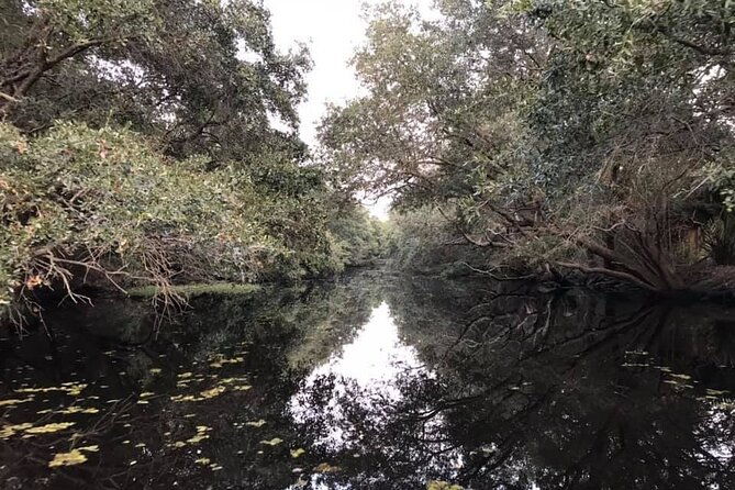 2-hours-boat-tour-in-louisiana-bayous-near-new-orleans