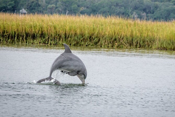 2-hours-dolphin-eco-tour