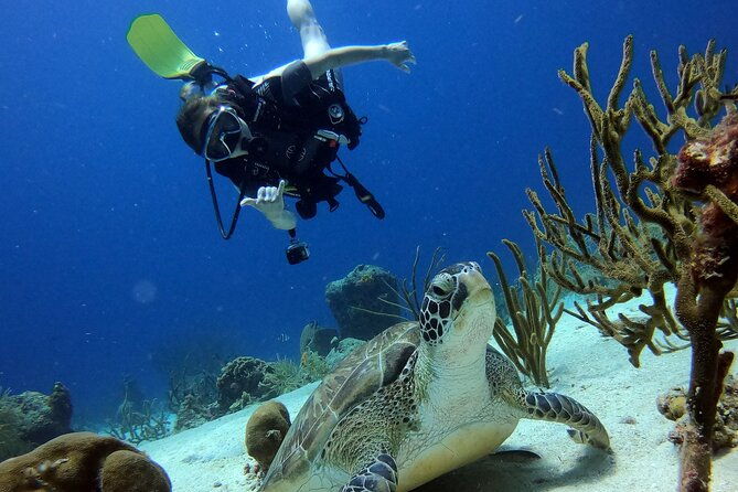 2-tank-guided-dive-house-reef-pierbaai-reef-and-car-pile