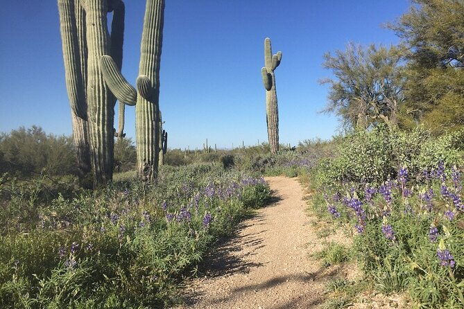 1-2-hour-sonoran-desert-private-guided-hiking-tour
