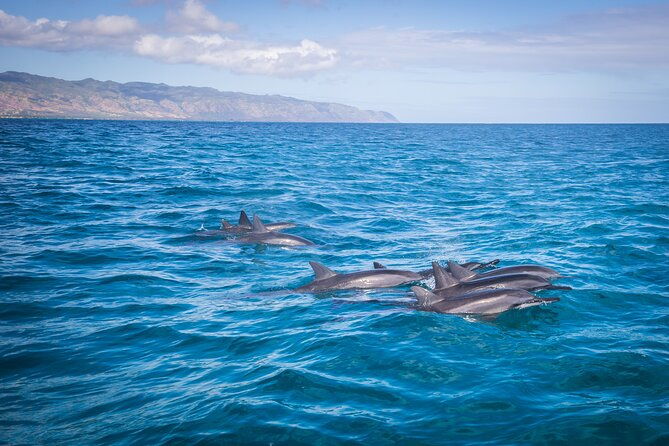 1-5-hour-guided-whale-and-marine-life-tour