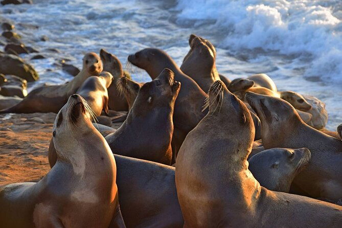 1-5-hour-walking-tour-from-la-jolla-in-san-diego
