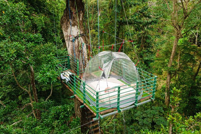 1-day-tree-climbing-and-rappelling-experience-with-accommodation